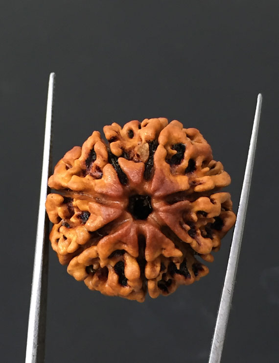 7 Mukhi Certified Nepali Rudraksha Size- 23.6 mm